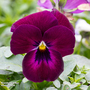 Viola hybrida 'Rose Shades' - Seeds
