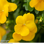 Viola 'Spring Yellow'