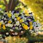 Viola (Ice Babies) 'Teardrops' Pre-Planted Hanging Basket