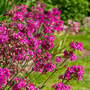 Viscaria oculata cardinalis - Seeds