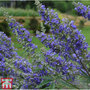 Vitex agnus-castus 'Delta Blues'