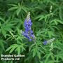 Vitex agnus-castus 'Blue Puffball'