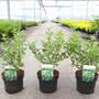 Vitex 'Magical Chicagoland Blues'