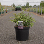 Vitex agnus-castus 'Flip Side'