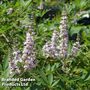 Vitex agnus-castus 'Pink Pinnacle'