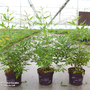 Vitex agnus-castus 'Queen Bee'