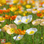 Poppy 'Iceland Mixed' - Seeds