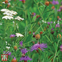 Wildflower 'Wildlife Mix' - Seeds