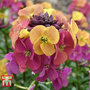 Erysimum 'Artist Paintbox'