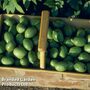 Walnut (Juglans) 'Broadview'