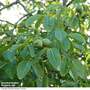 Walnut 'Lara'®