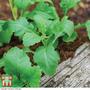 Wasabi Rocket - Seeds
