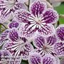 Streptocarpus 'Polka Dot Purple'