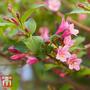 Weigela florida 'Pink Poppet'