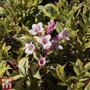 Weigela florida 'Magical Rainbow'