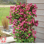 Weigela Towers of Flowers® 'Cherry'