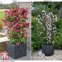 Weigela 'Towers of Flowers'® Duo