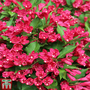 Weigela All Summer Red 'Slingco 1'