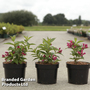 Weigela 'Big Love'