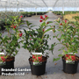 Weigela 'Cherry Love'