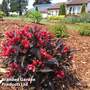 Weigela 'Electric Love'