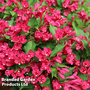 Weigela 'Picobella Rosso'