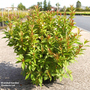 Weigela 'Picobella Bianco'