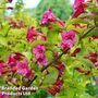 Weigela 'Princess Ayla'