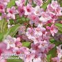 Weigela rosea (Hedging)