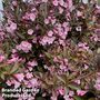 Weigela 'Vintage Love'