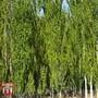 White Poplar (Hedging)