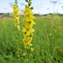 Agrimony - Kew Wildflower Seeds