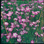 Corn Cockle (Wildflower) - Seeds