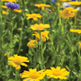 Corn Marigold (Wildflower) - Seeds