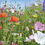 Wildflower Mixture - Seeds
