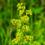 Ladies Bedstraw - Kew Wildflower Seeds