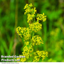 Ladies Bedstraw - Kew Wildflower Seeds