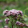 Wild Marjoram - Kew Wildflower Seeds