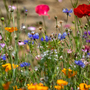 Wildflower Mediterranean Mix - Seeds
