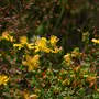 St Johns Wort (Wildflower)- Seeds