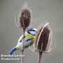 Teasel - Kew Wildflower Seeds