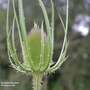 Teasel - Seeds