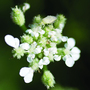 Upright Hedge Parsley - Kew Wildflower Seeds