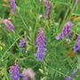 Tufted Vetch - Kew Wildflower Seeds