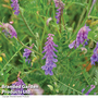 Tufted Vetch - Kew Wildflower Seeds