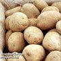 Potato 'Winston'