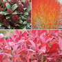 Winter Interest Shrub Collection