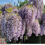 Wisteria sinensis 'Prolific'