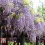 Wisteria floribunda 'Domino'