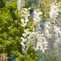 Wisteria sinensis f. alba